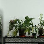 Como confirmar se um negócio está ativo ou regularizado no país